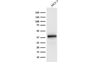 Western Blot Analysis of MCF-7 cell lysate using Ep-CAM Monoclonal Antibody (EGP40/1798). (EpCAM antibody  (Extracellular Domain))