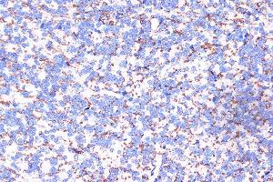 Immunohistochemistry (IHC) image for anti-Mesencephalic Astrocyte-Derived Neurotrophic Factor (MANF) (AA 25-182) antibody (ABIN6143461)