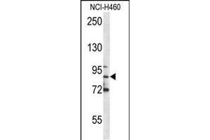 Western blot analysis in NCI-H460 cell line lysates (35ug/lane). (Myeloperoxidase antibody  (C-Term))