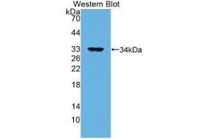 Annexin V antibody  (AA 1-320)