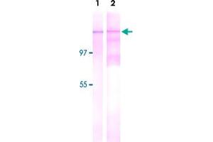 Detection of Nup153 by Western blotting with Nup153 monoclonal antibody, clone R4C8 .
