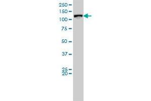 Vinculin antibody  (AA 1-1066)