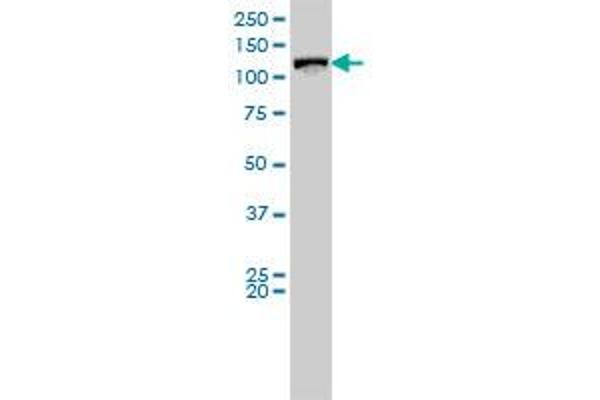 Vinculin antibody  (AA 1-1066)