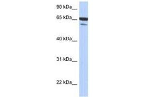 Image no. 1 for anti-TGF-beta Activated Kinase 1/MAP3K7 Binding Protein 1 (TAB1) (N-Term) antibody (ABIN6743724) (TAB1 antibody  (N-Term))