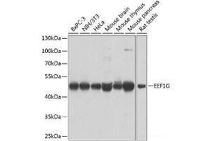 Western blot analysis of extracts of various cell lines using EEF1G Polyclonal Antibody at dilution of 1:1000. (EEF1G antibody)
