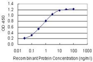 Detection limit for recombinant GST tagged MAFF is 0. (MafF antibody  (AA 1-110))