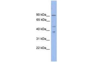 Image no. 1 for anti-Zinc Finger Protein, X-Linked (ZFX) (N-Term) antibody (ABIN6744680)