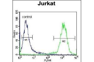 TNRC4 Antibody (N-term) (ABIN657011 and ABIN2846191) flow cytometric analysis of Jurkat cells (right histogram) compared to a negative control cell (left histogram). (CELF3 antibody  (N-Term))
