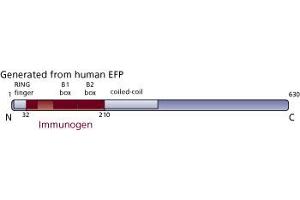 Image no. 3 for anti-Tripartite Motif Containing 25 (TRIM25) (AA 32-210) antibody (ABIN968044) (TRIM25 antibody  (AA 32-210))