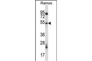 Western blot analysis in Ramos cell line lysates (35ug/lane). (PHKG1 antibody  (C-Term))