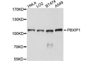 Western blot analysis of extracts of various cells, using PBXIP1 antibody. (PBXIP1 antibody)