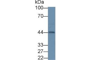 Detection of INHa in Mouse Ovary lysate using Polyclonal Antibody to Inhibin Alpha (INHa) (Inhibin alpha antibody  (AA 231-366))