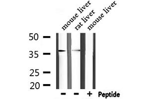 Western blot analysis of extracts from mouse liver,rat liver, using ANXA5 Antibody. (Annexin V antibody  (C-Term))