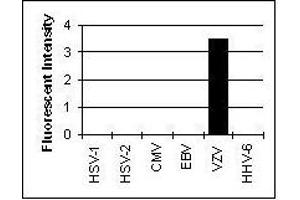 Cross Reactivity Results determined by IFA (CD236/GYPC antibody)