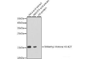 Western blot analysis of extracts of various cell lines using TriMethyl-Histone H3-K27 Polyclonal Antibody at dilution of 1:1000. (Histone 3 antibody  (3meLys27))