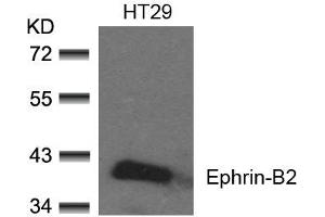 Western blot analysis of extracts from HT29 cells using Ephrin-B2(Ab-330) Antibody.