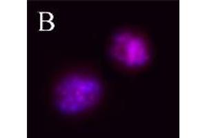 Image no. 2 for anti-Aurora Kinase B (AURKB) (pThr232) antibody (ABIN230502) (Aurora Kinase B antibody  (pThr232))