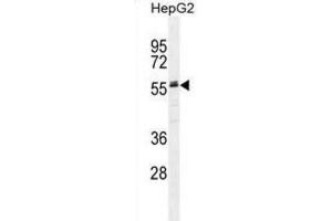 Western Blotting (WB) image for anti-alpha-2-HS-Glycoprotein (AHSG) antibody (ABIN2995522)