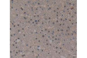 IHC-P analysis of liver tissue, with DAB staining. (THYN1 antibody  (AA 1-225))