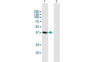 Western Blot analysis of TCEA2 expression in transfected 293T cell line by TCEA2 MaxPab polyclonal antibody.