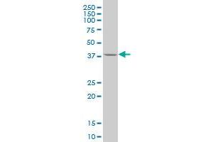 KLF1 antibody  (AA 183-237)