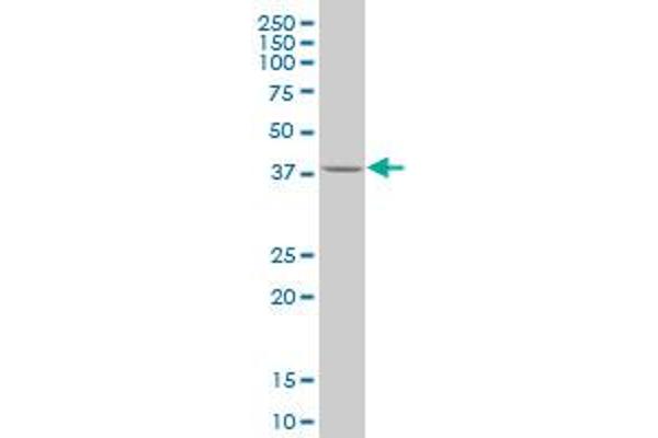 KLF1 antibody  (AA 183-237)