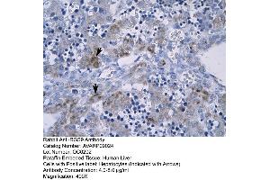 Human Liver (RGS antibody  (N-Term))