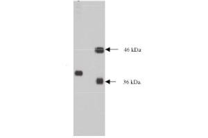 Western Blotting (WB) image for anti-Neural Proliferation, Differentiation and Control, 1 (NPDC1) antibody (ABIN264467) (NPDC1 antibody)