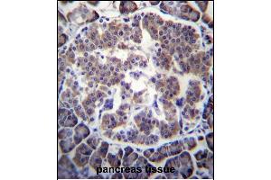 TBL2 Antibody (N-term) (ABIN656760 and ABIN2845981) immunohistochemistry analysis in formalin fixed and paraffin embedded human pancreas tissue followed by peroxidase conjugation of the secondary antibody and DAB staining. (TBL2 antibody  (N-Term))