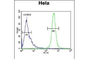 Flow cytometric analysis of Hela cells (right histogram) compared to a negative control cell (left histogram). (IMP3 antibody  (C-Term))
