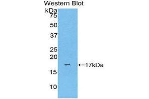 Western Blotting (WB) image for anti-Killer Cell Lectin-Like Receptor Subfamily B, Member 1 (KLRB1) (AA 73-188) antibody (ABIN1859563) (CD161 antibody  (AA 73-188))