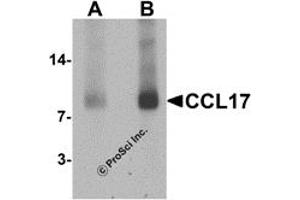 Western Blotting (WB) image for anti-Chemokine (C-C Motif) Ligand 17 (CCL17) (C-Term) antibody (ABIN1077445) (CCL17 antibody  (C-Term))
