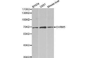 Western Blotting (WB) image for anti-Cholinergic Receptor, Muscarinic 5 (CHRM5) antibody (ABIN1876555) (CHRM5 antibody)