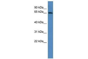 Adam23 antibody used at 0.