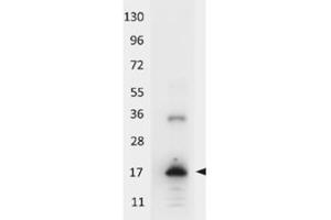 Image no. 1 for anti-Interleukin 33 (IL33) antibody (HRP) (ABIN401104) (IL-33 antibody  (HRP))