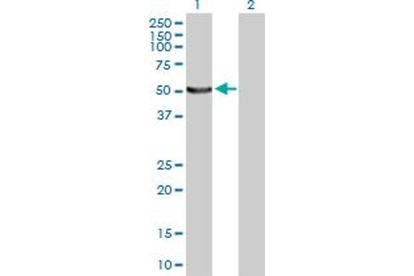 UBA5 antibody  (AA 1-404)