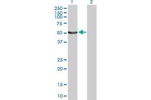 Western Blot analysis of UBA5 expression in transfected 293T cell line by UBA5 MaxPab polyclonal antibody. (UBA5 antibody  (AA 1-404))