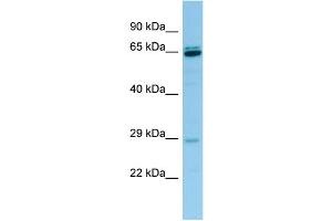 PRB3 antibody  (Middle Region)