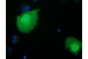 Anti-RBBP9 mouse monoclonal antibody (ABIN2453589) immunofluorescent staining of COS7 cells transiently transfected by pCMV6-ENTRY RBBP9 (RC202090). (RBBP9 antibody)