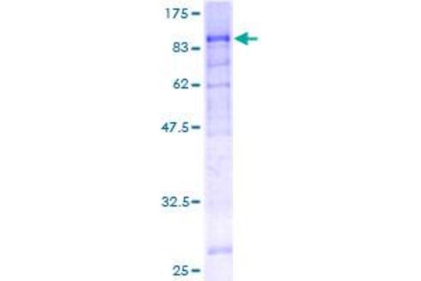 Splicing Factor 1 Protein (SF1) (AA 1-548) (GST tag)