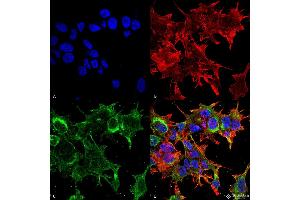 Immunocytochemistry/Immunofluorescence analysis using Mouse Anti-GFAP R416WT Monoclonal Antibody, Clone S206B-9 . (GFAP antibody  (AA 411-422) (Atto 390))