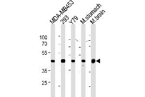 Creatine Kinase BB (CKB) Antibody (Center) (ABIN1882225 and ABIN2843356) western blot analysis in MDA-M,293,Y79 cell line ,mouse stomach and brain tissue lysates (35 μg/lane). (CKB antibody)