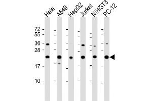 All lanes : Anti-RPS7 Antibody (C-Term) at 1:2000 dilution Lane 1: Hela whole cell lysate Lane 2: A549 whole cell lysate Lane 3: HepG2 whole cell lysate Lane 4: Jurkat whole cell lysate Lane 5: NIH/3T3 whole cell lysate Lane 6: PC-12 whole cell lysate Lysates/proteins at 20 μg per lane. (RPS7 antibody  (AA 158-191))