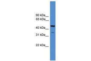 Image no. 1 for anti-TAF5-Like RNA Polymerase II, P300/CBP-Associated Factor (PCAF)-Associated Factor, 65kDa (TAF5L) (AA 100-149) antibody (ABIN6745408) (TAF5L antibody  (AA 100-149))
