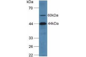 Figure. (Complement C2 antibody  (AA 245-451))