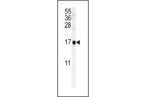 SIKE Antibody (C-term) (ABIN651568 and ABIN2840305) western blot analysis in NCI- cell line lysates (35 μg/lane).