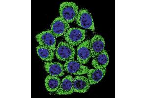 Confocal immunofluorescent analysis of NUCL Antibody (ABIN658982 and ABIN2838031) with 293 cell followed by Alexa Fluor® 488-conjugated goat anti-mouse lgG (green). (Nucleolin antibody)