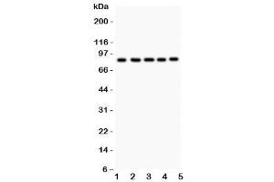 Western blot testing of FOXM1 antibody and Lane 1:  HeLa (FOXM1 antibody  (AA 411-763))