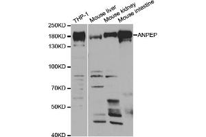 Western blot analysis of extracts of various cell lines, using ANPEP antibody. (CD13 antibody)