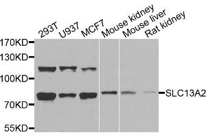 Western blot analysis of extracts of various cells, using SLC13A2 antibody.